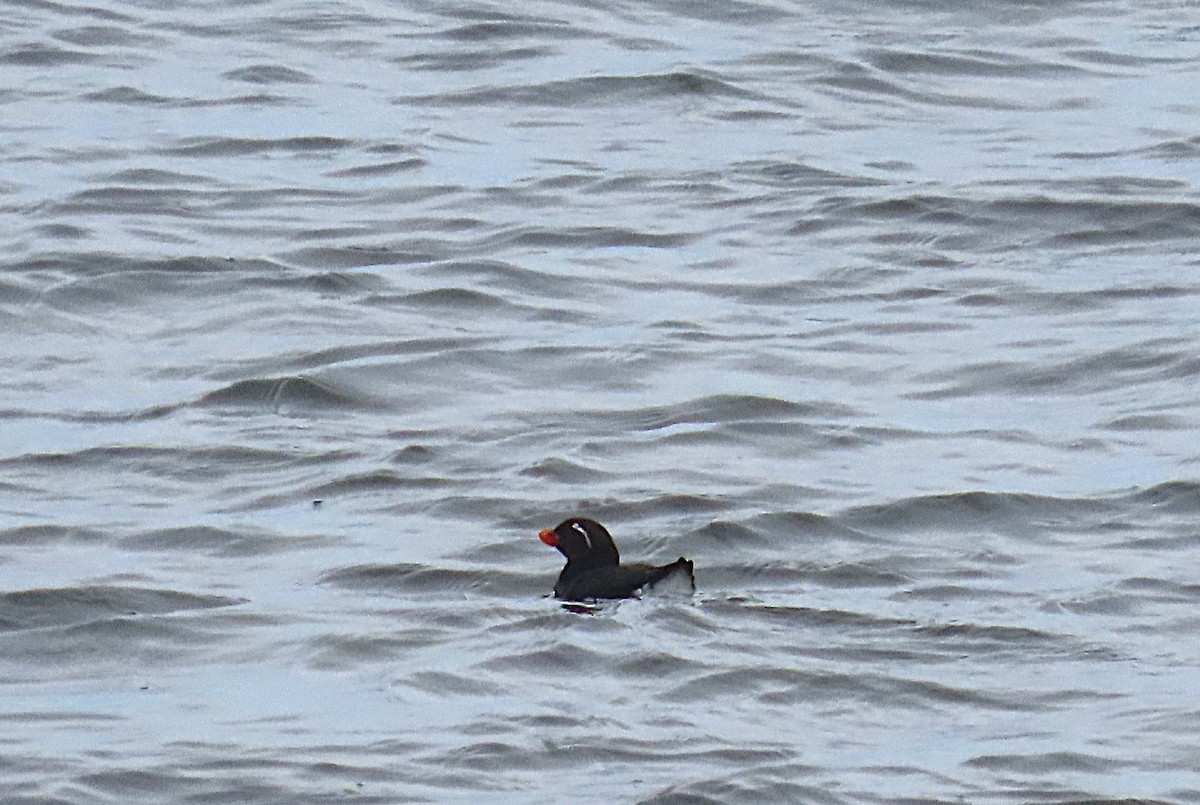 Starique perroquet - ML636097140