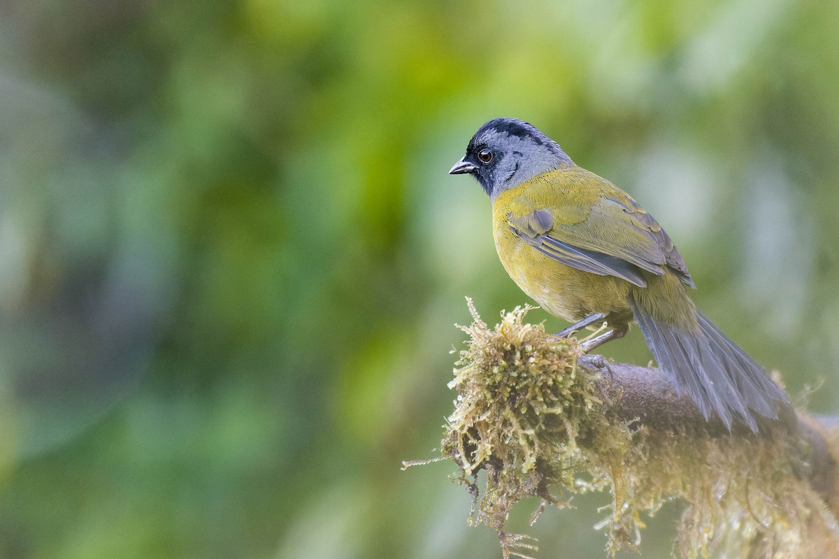 Large-footed Finch - ML636097155