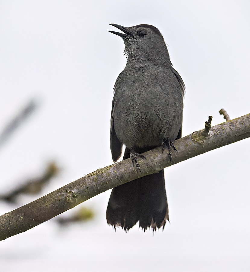 Gray Catbird - ML636097238