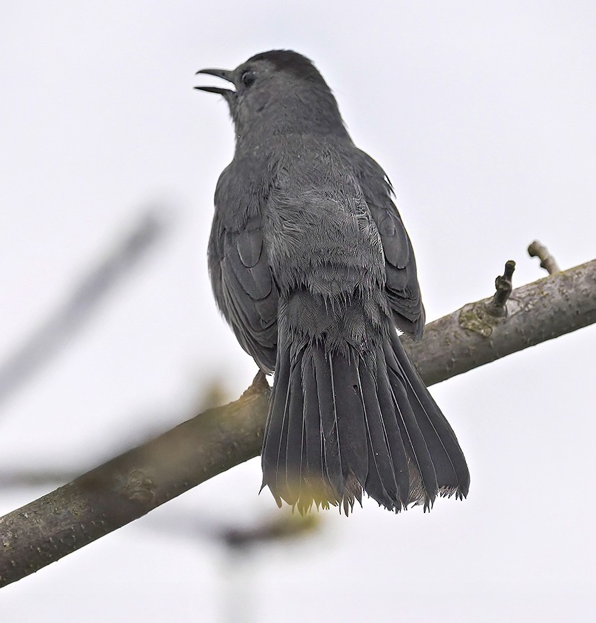 Gray Catbird - ML636097239