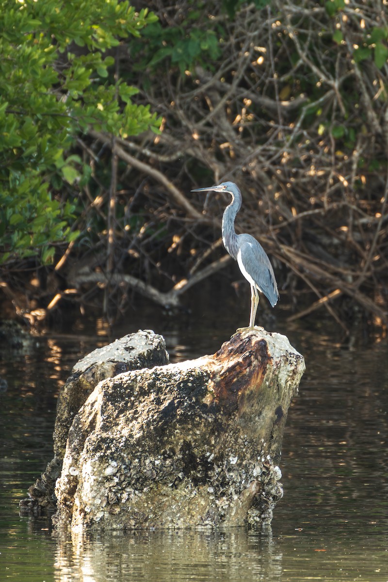 Tricolored Heron - ML636097254