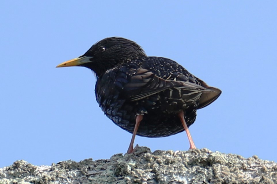 European Starling - ML636097257