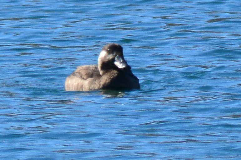 Surf Scoter - ML636097272