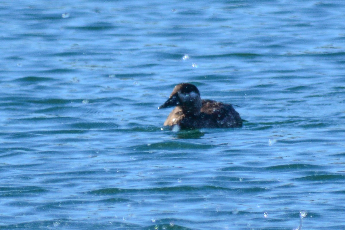 Surf Scoter - ML636097274