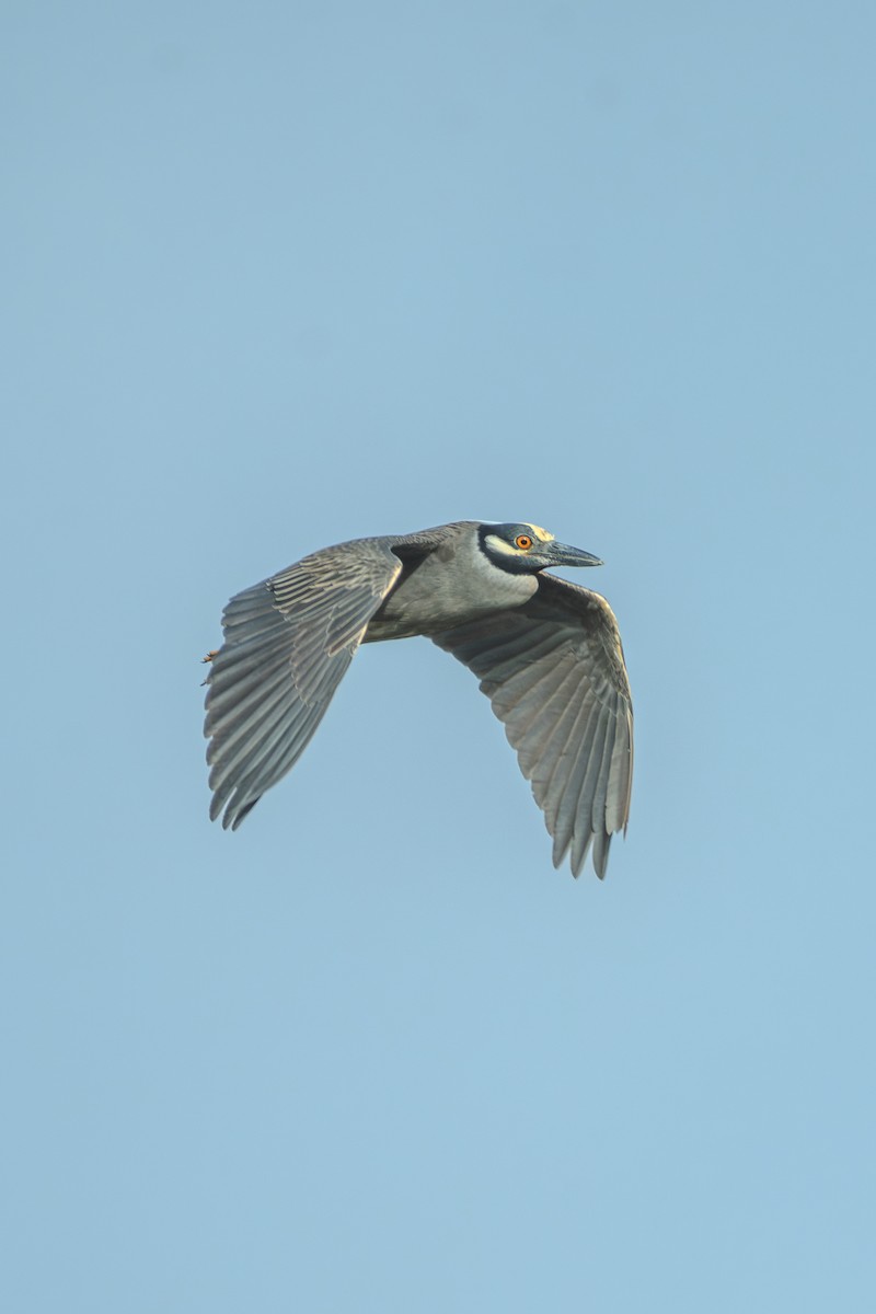 Yellow-crowned Night Heron - ML636097396