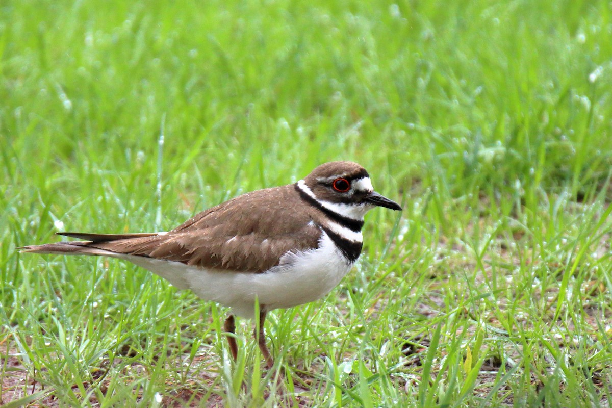 Killdeer - ML636097428