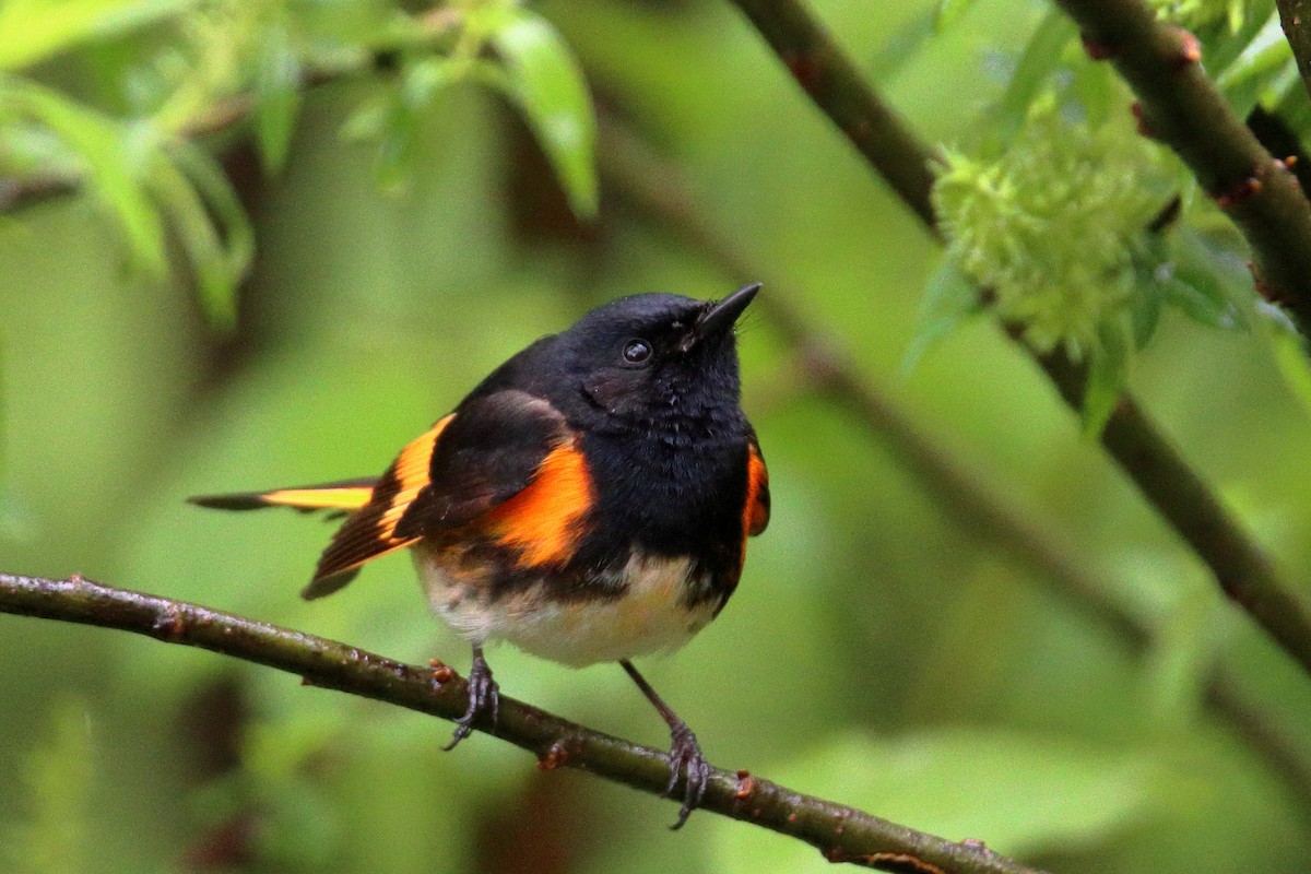 American Redstart - ML636097434