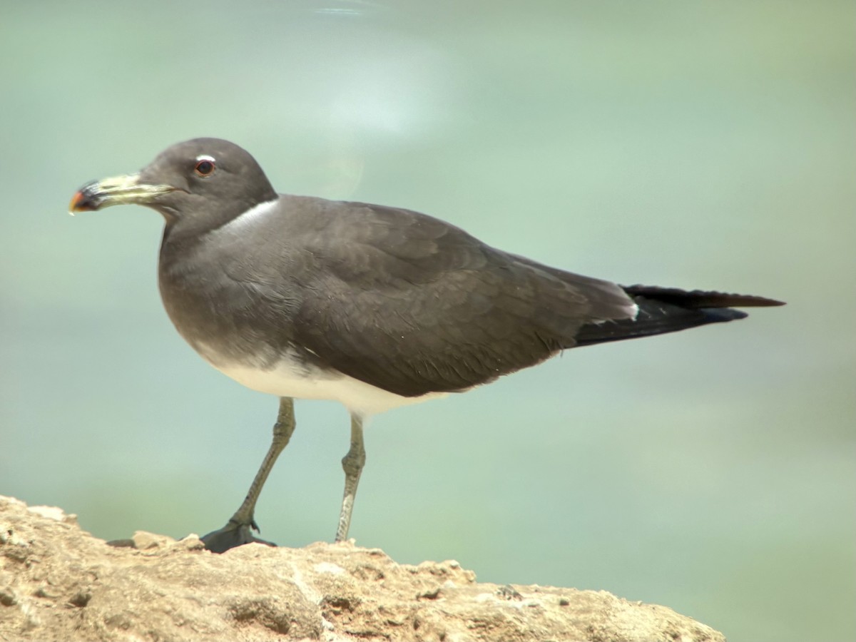 Sooty Gull - ML636097452