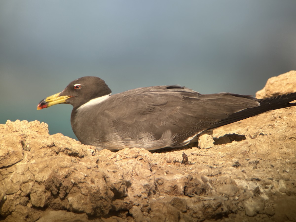 Sooty Gull - ML636097453