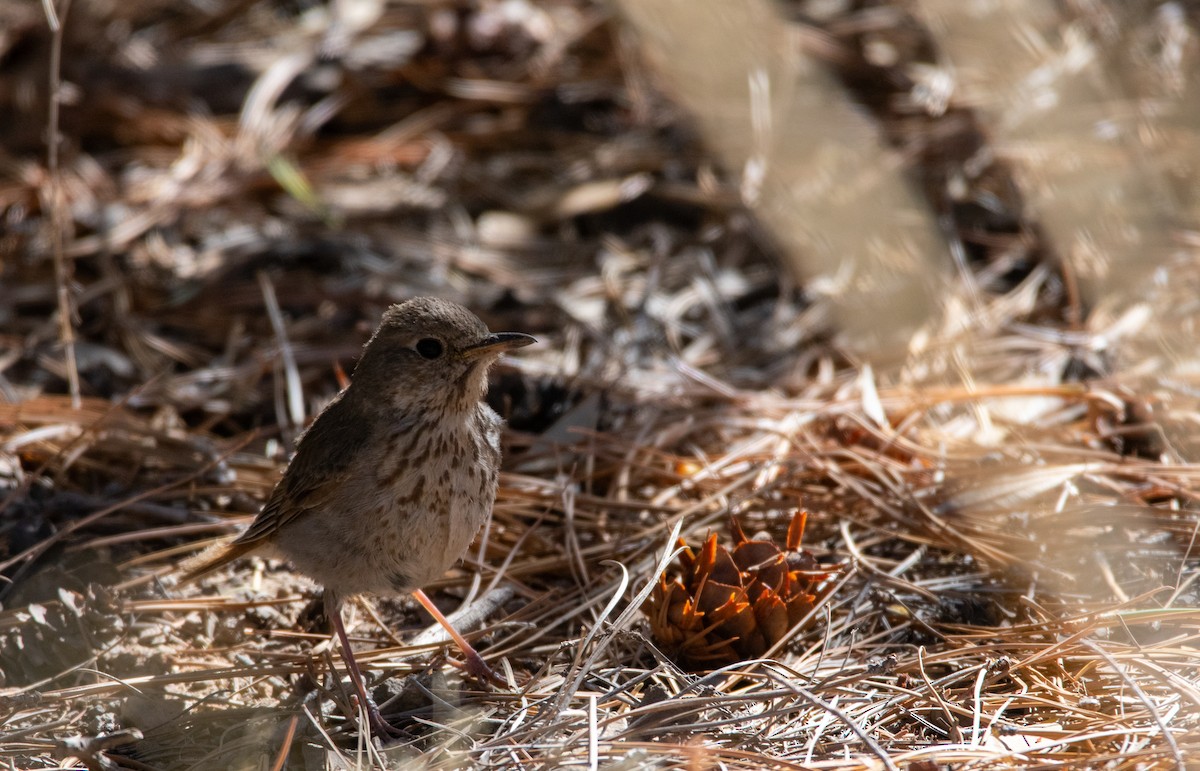 Hermit Thrush - ML636097481