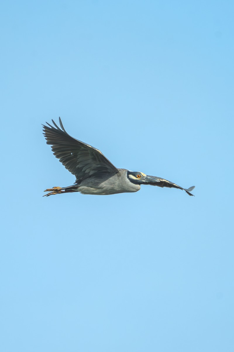 Yellow-crowned Night Heron - ML636097536