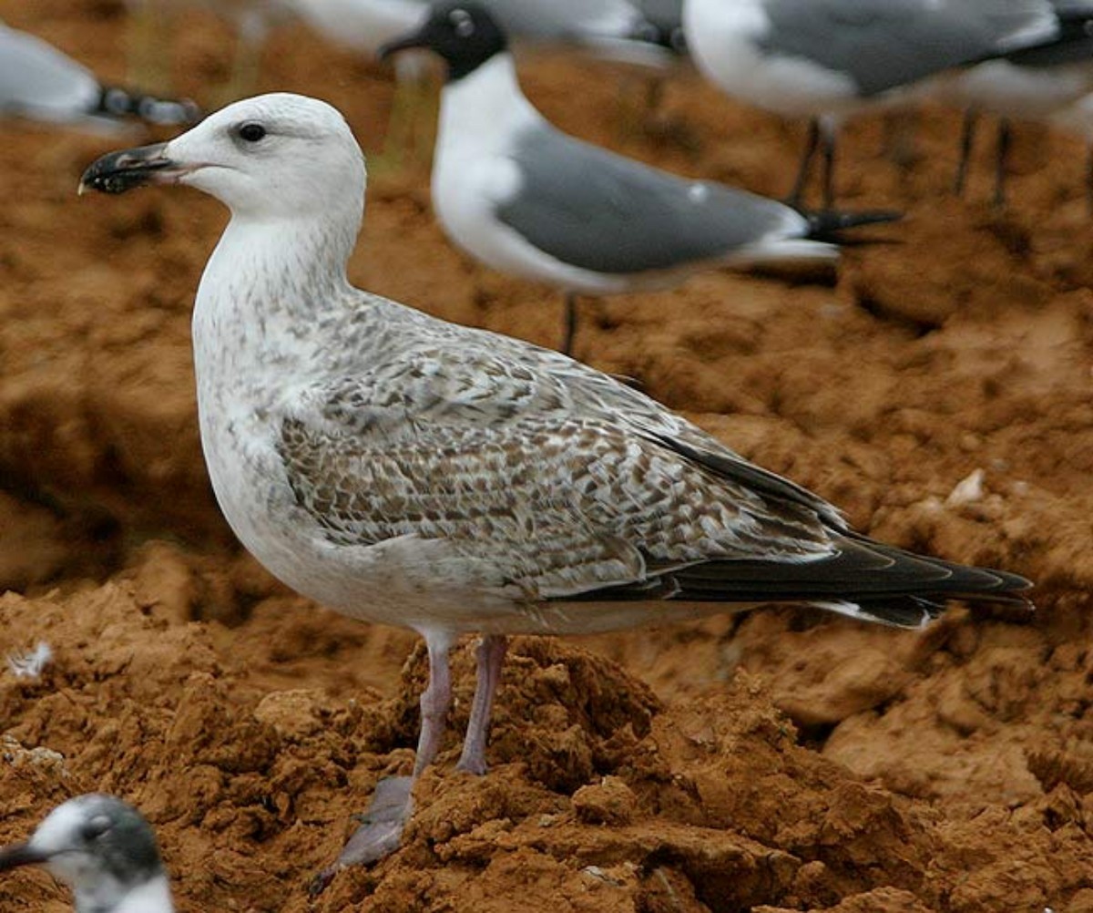 Great Black-backed Gull - ML636097571