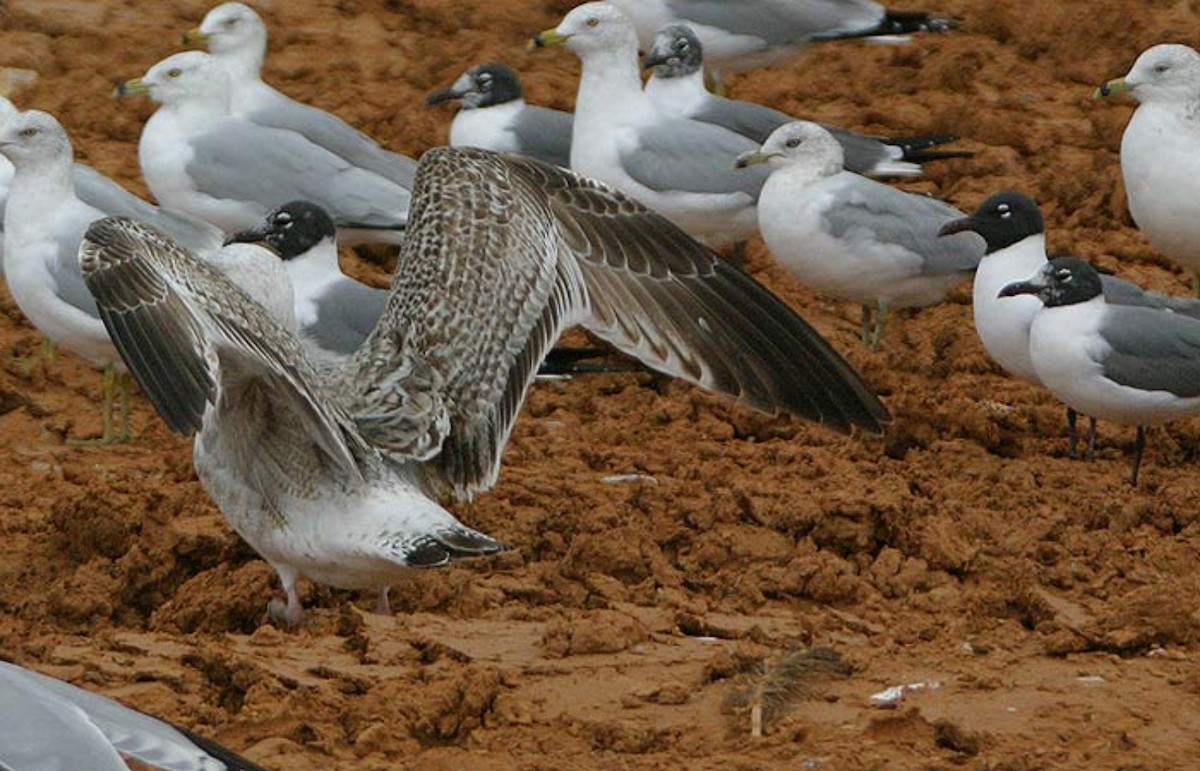 Great Black-backed Gull - ML636097583