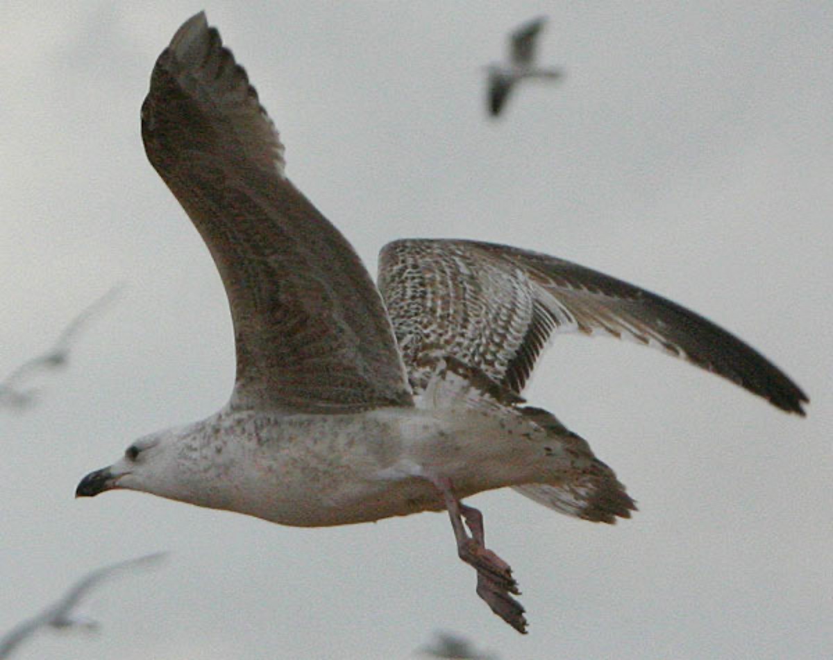 Great Black-backed Gull - ML636097587