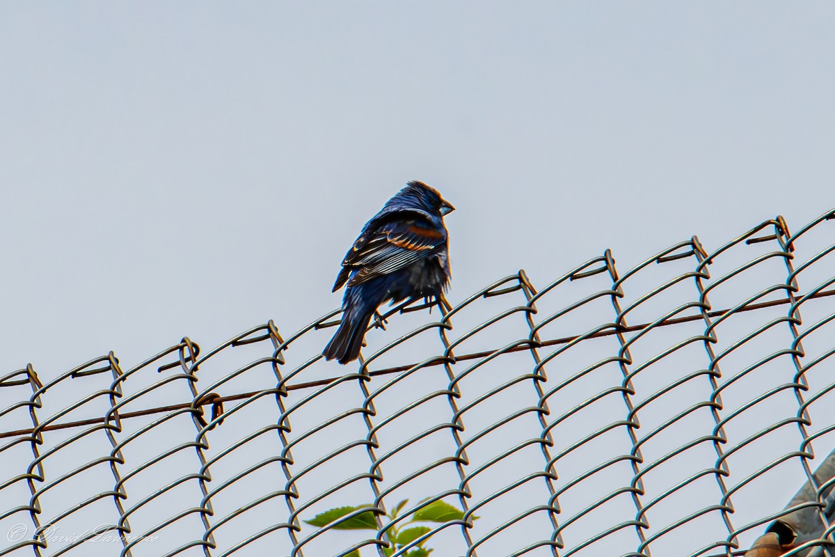 Blue Grosbeak - ML636097593