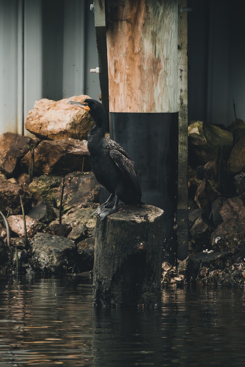 Double-crested Cormorant - ML636097659