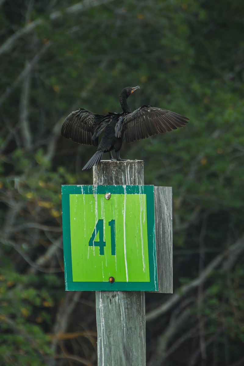 Double-crested Cormorant - ML636097661