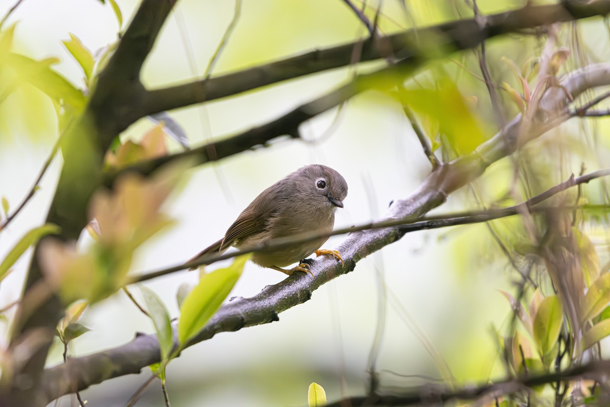 Huet's Fulvetta - ML636097676