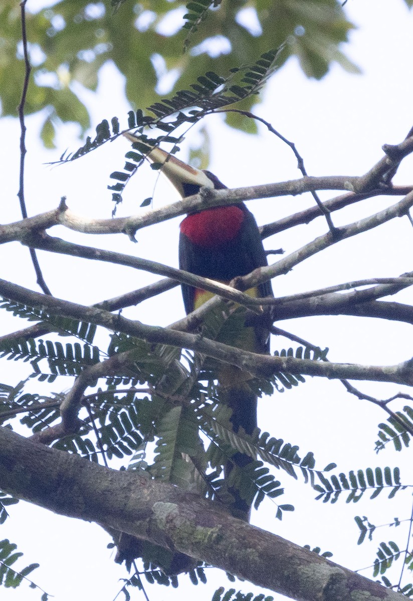 Ivory-billed Aracari - ML636097696