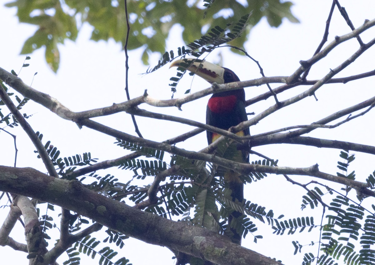 Ivory-billed Aracari - ML636097697