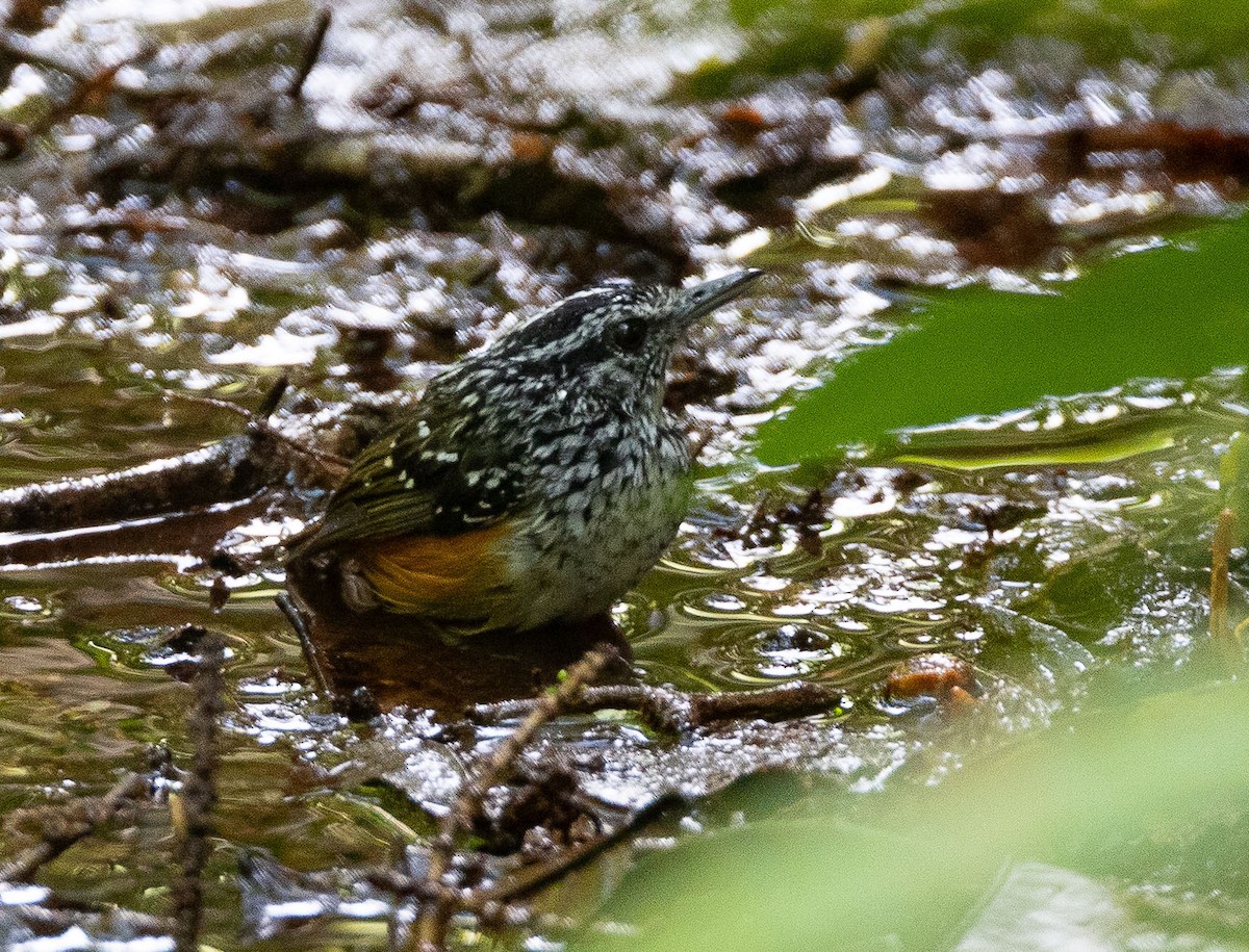 Peruvian Warbling-Antbird - ML636097760