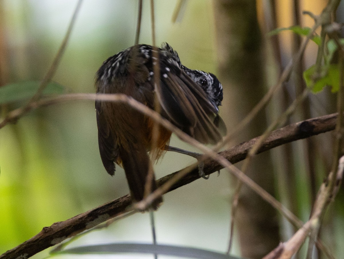 Peruvian Warbling-Antbird - ML636097761