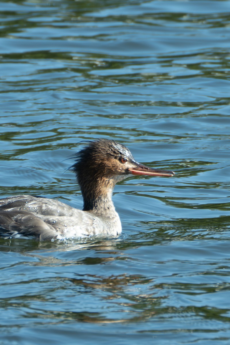 Red-breasted Merganser - ML636097792