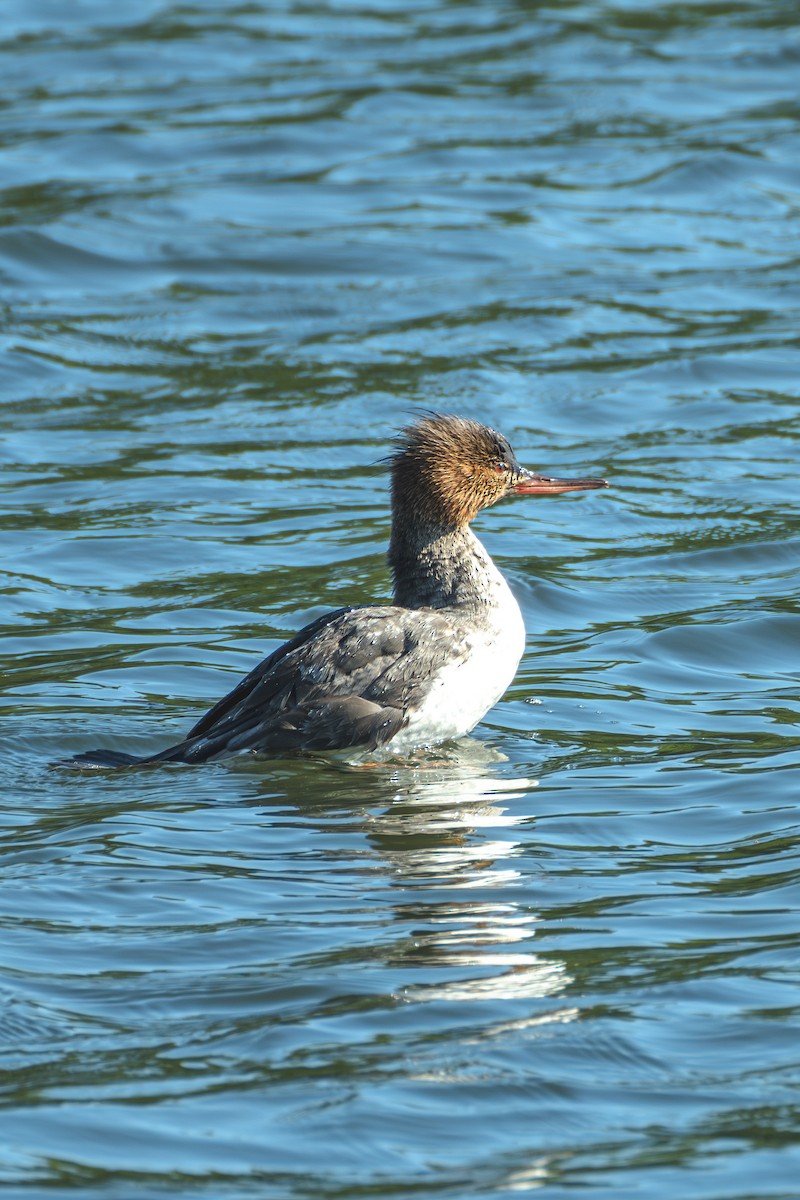 Red-breasted Merganser - ML636097793