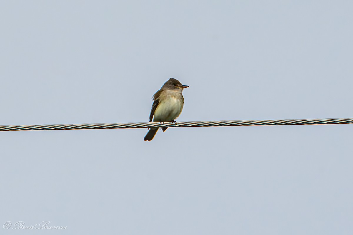 Willow Flycatcher - ML636097855