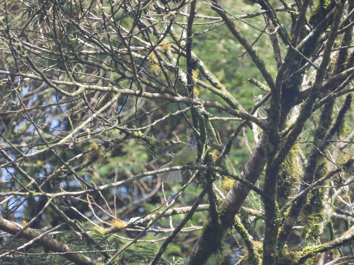 White-fronted Tyrannulet - ML636097872