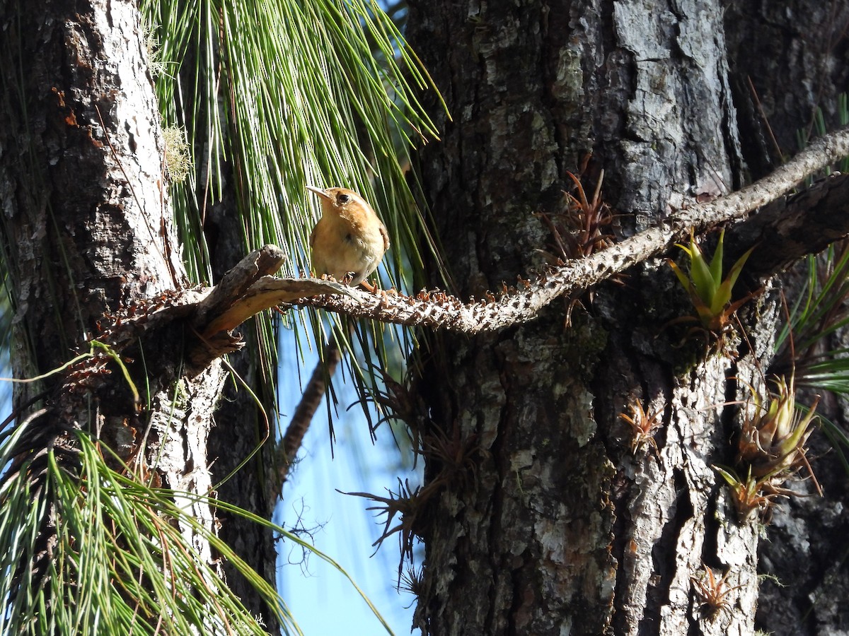 Ochraceous Wren - ML636097895
