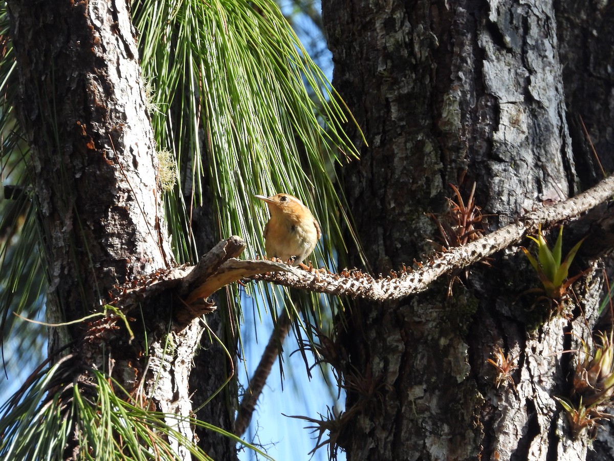 Ochraceous Wren - ML636097896