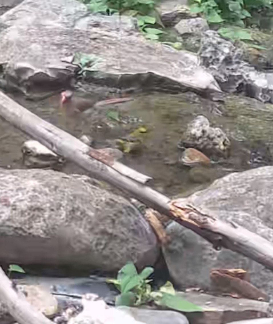 Blue-winged Warbler - ML636097996