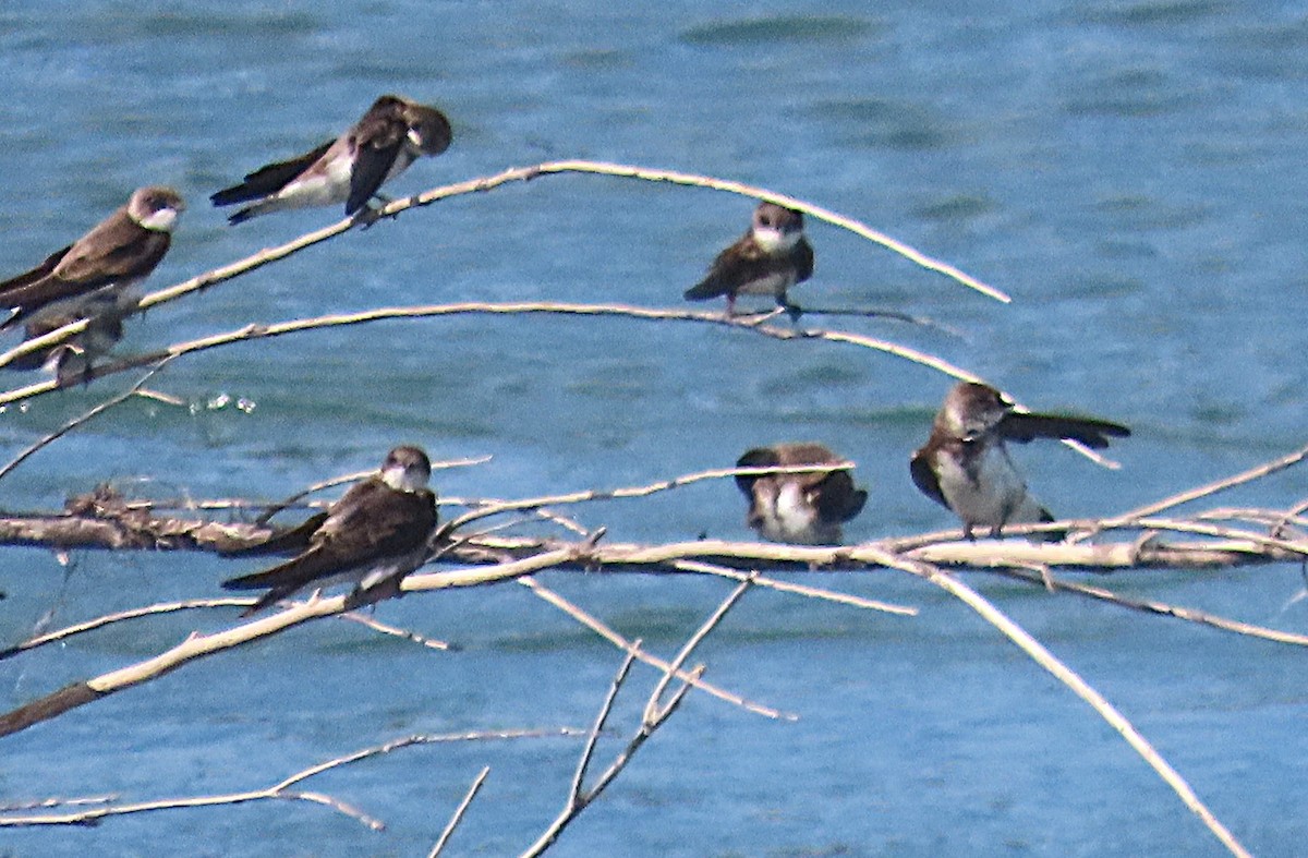 Hirondelle de rivage - ML636098014