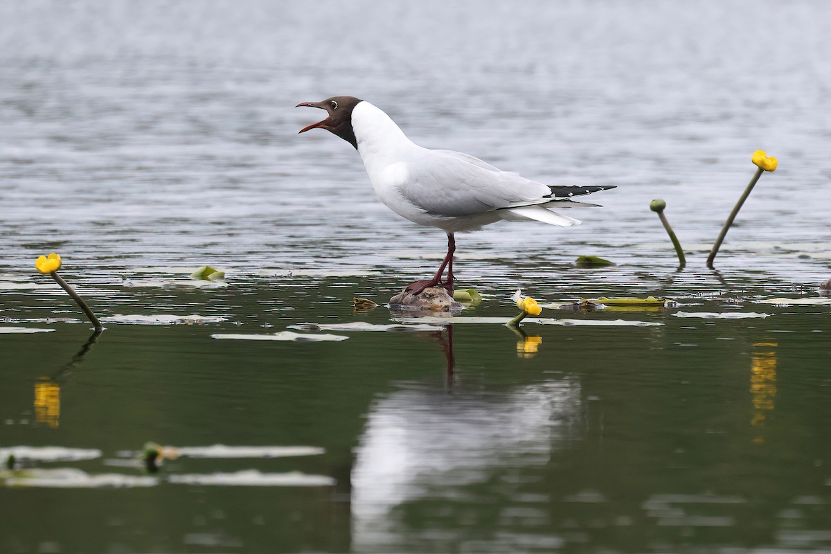 Gaviota Reidora - ML636098040