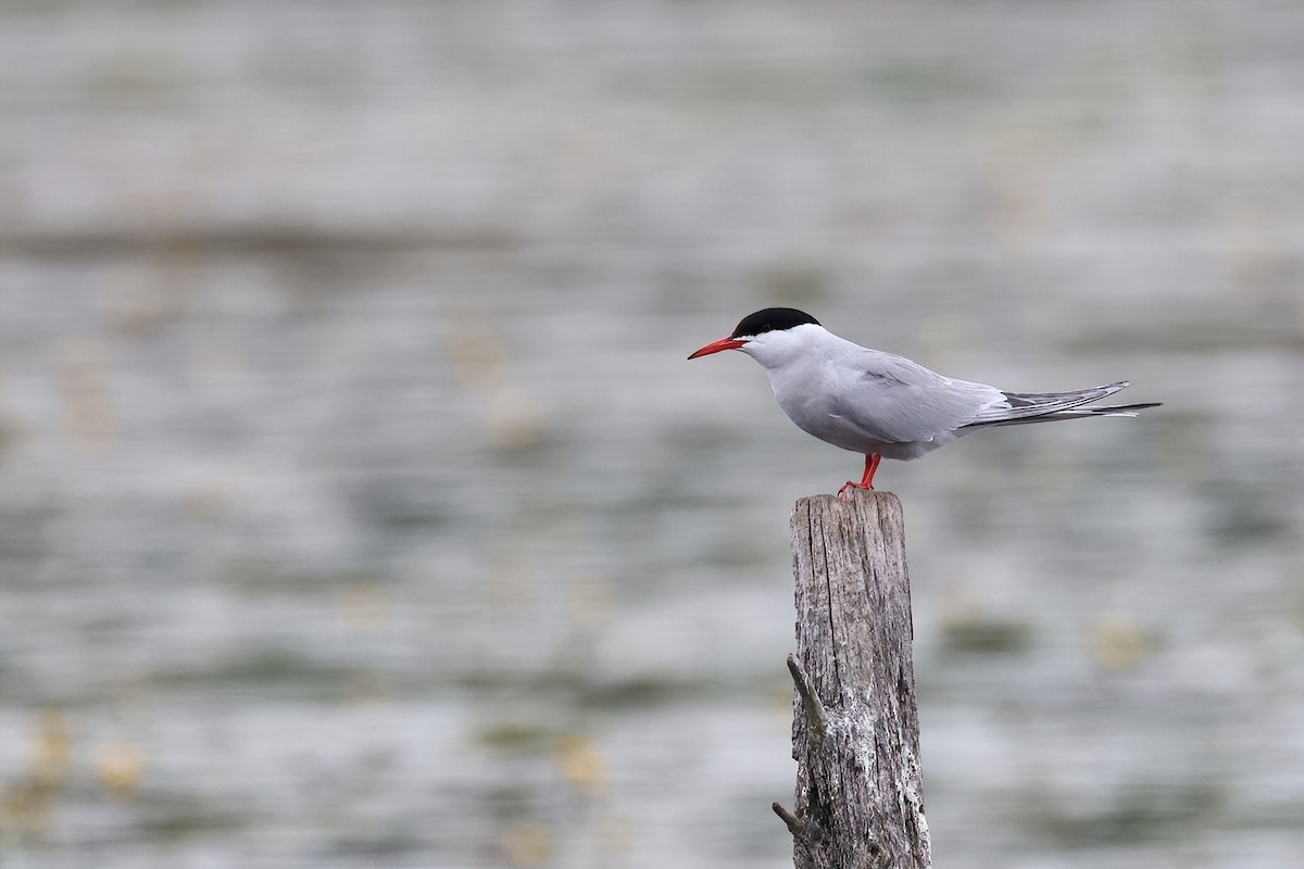 Charrán Común - ML636098051