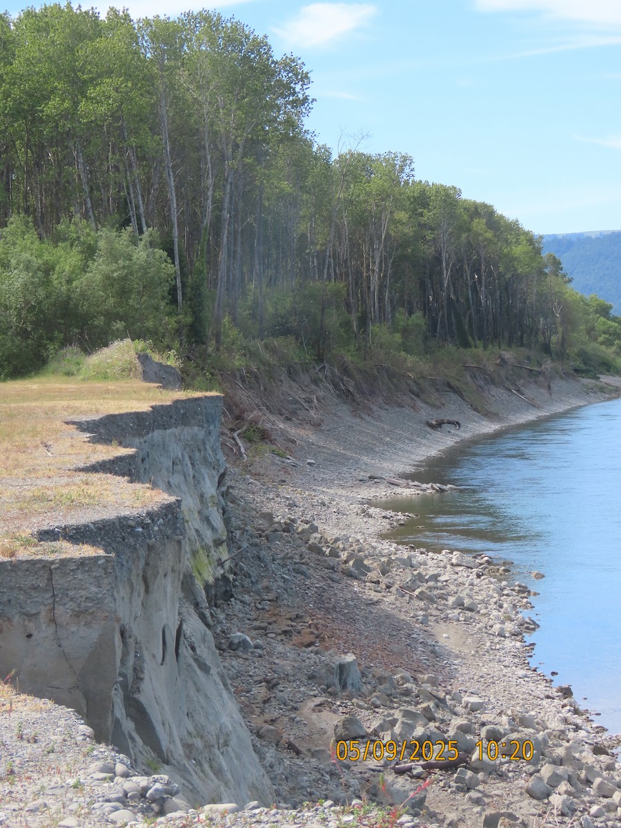 Hirondelle de rivage - ML636098055