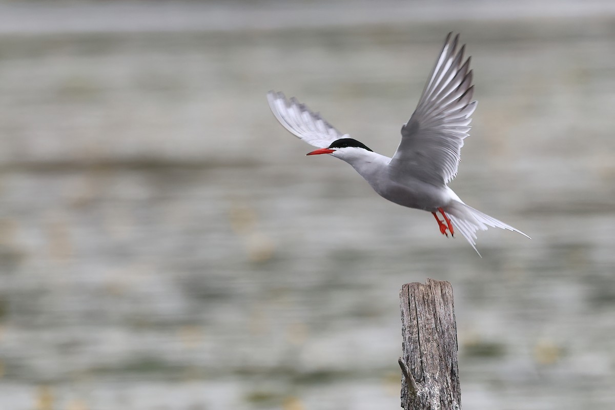 Charrán Común - ML636098056