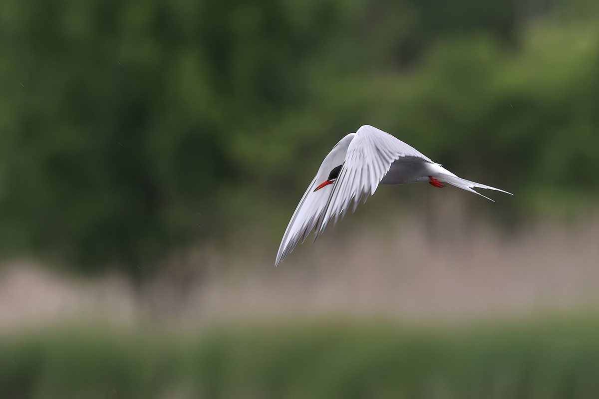 Charrán Común - ML636098066