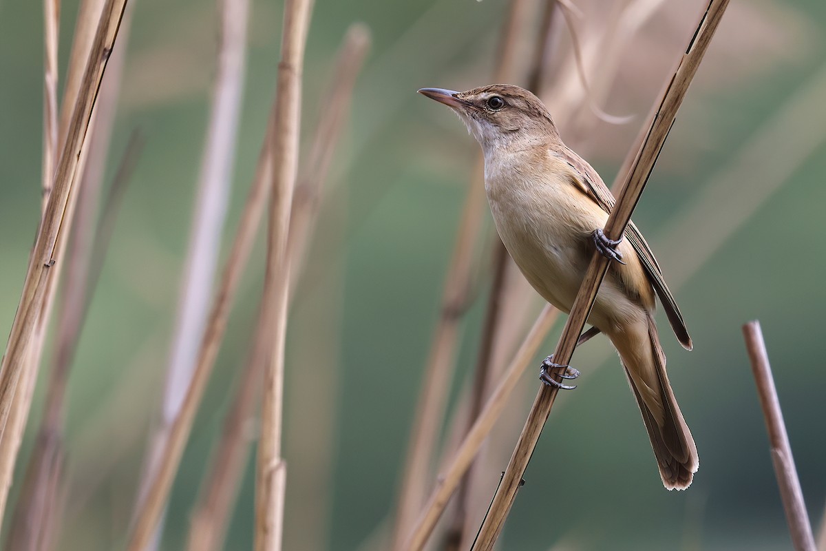 Carricero Tordal - ML636098073