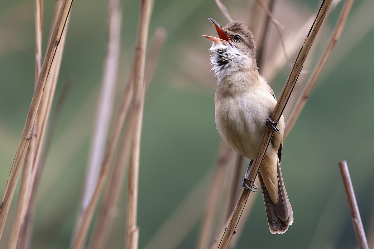 Carricero Tordal - ML636098074