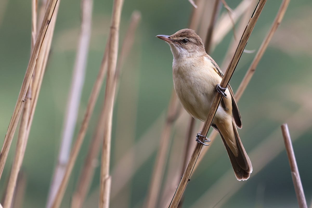 Carricero Tordal - ML636098075