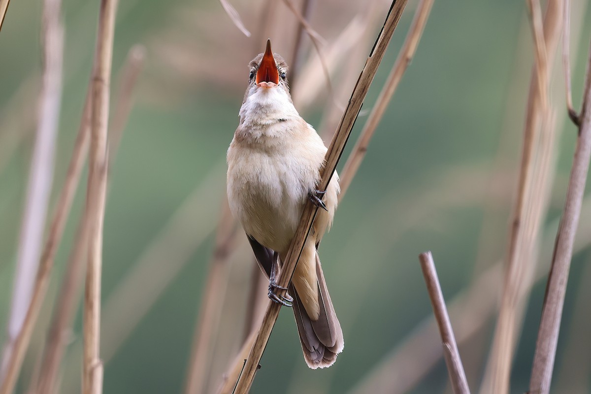 Carricero Tordal - ML636098076