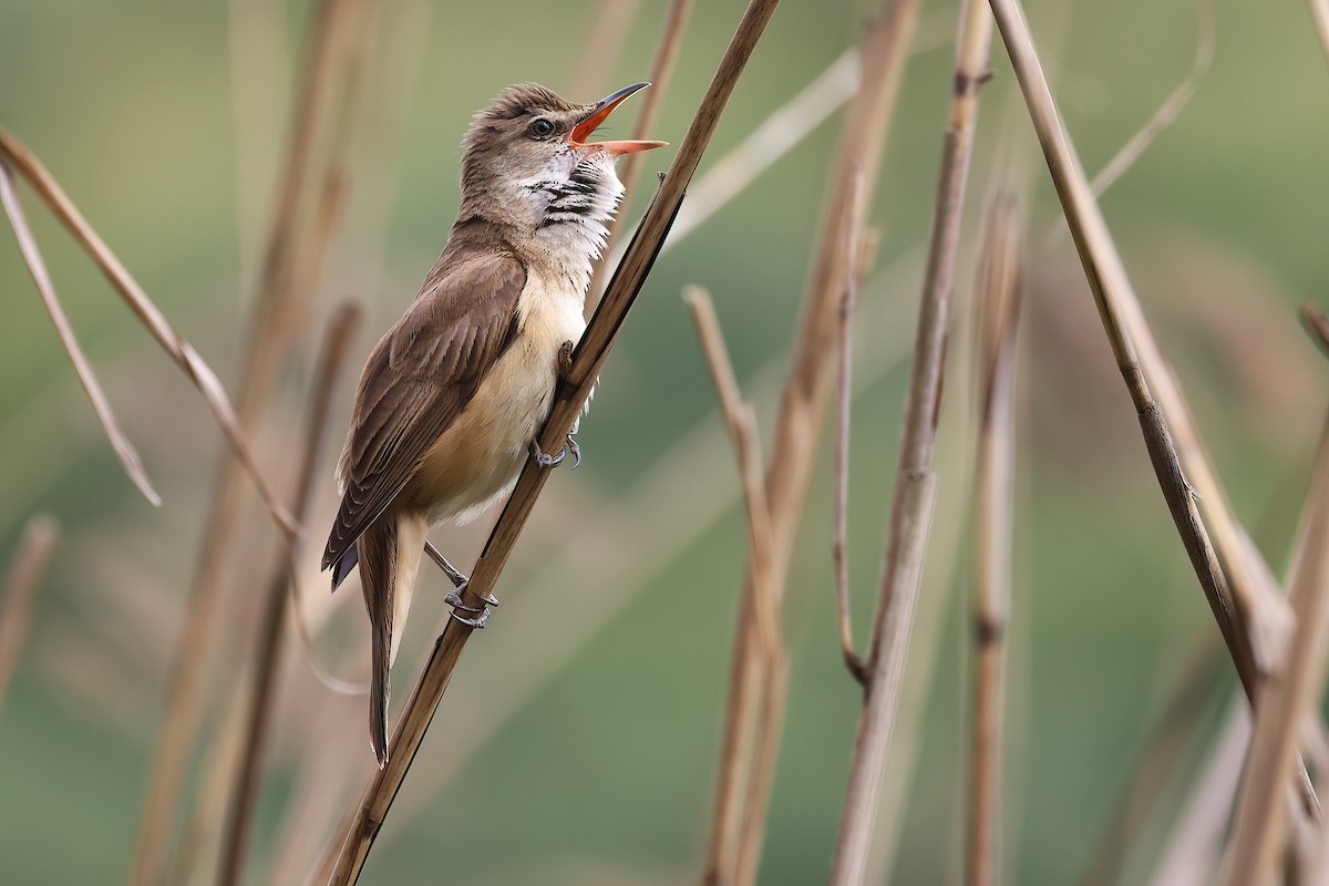 Carricero Tordal - ML636098077