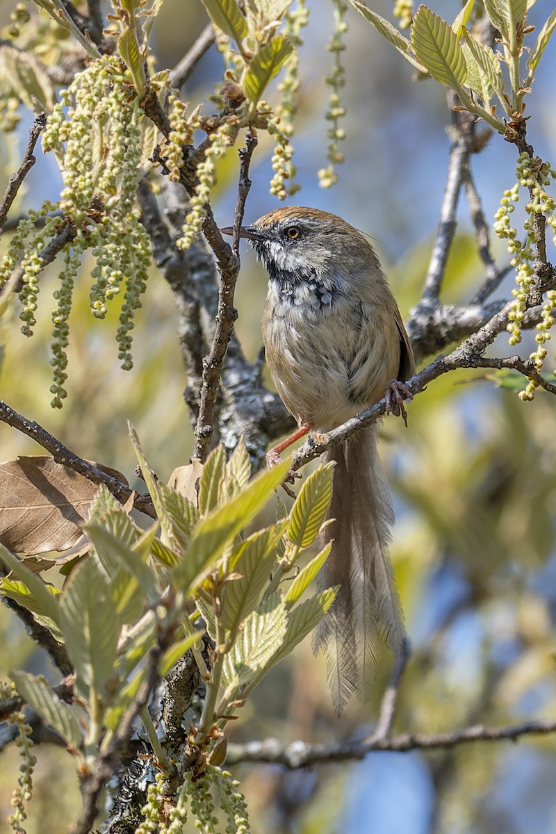 Rufous-crowned Prinia - ML636098328