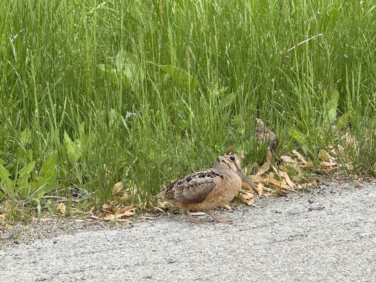 American Woodcock - ML636098388