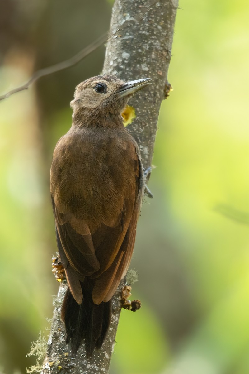 Smoky-brown Woodpecker - ML636098405