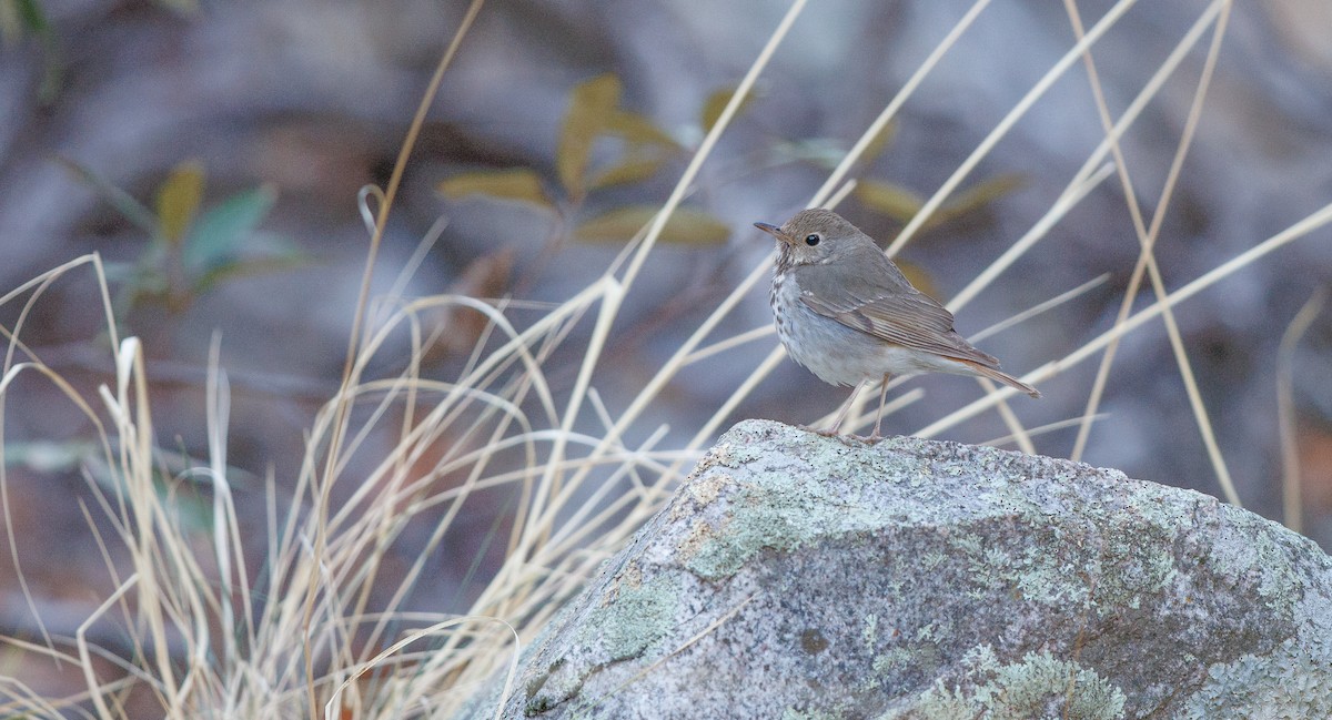Hermit Thrush - ML636098502