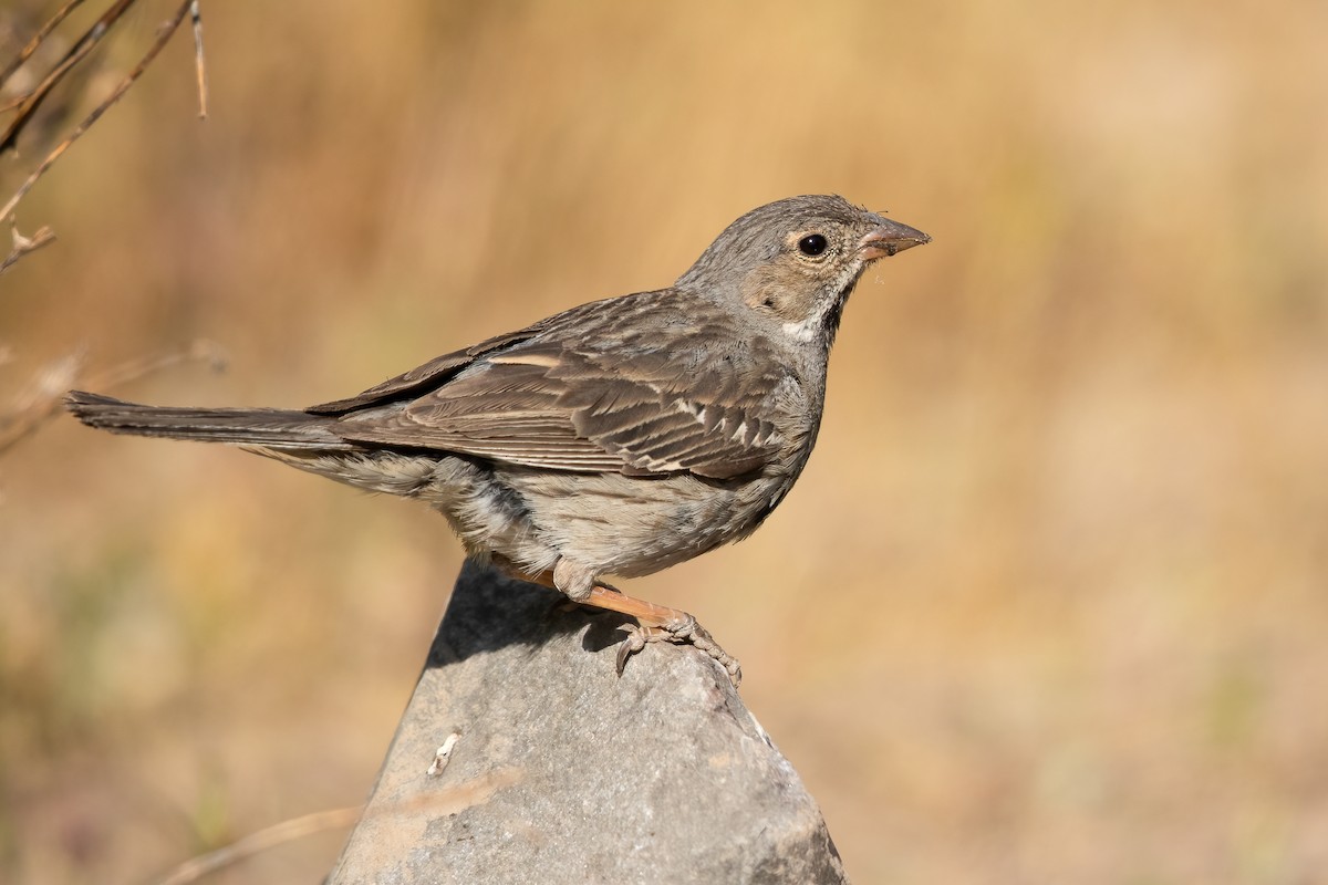 Mourning Sierra Finch - ML636098507