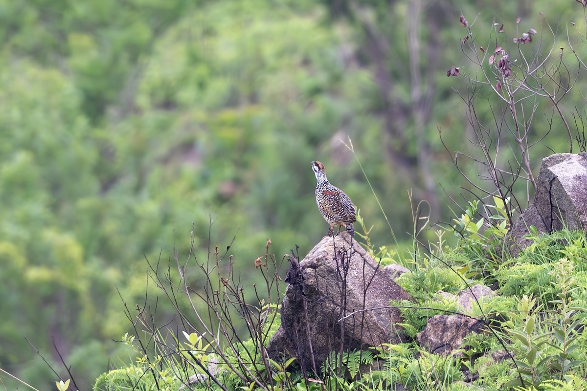Chinese Francolin - ML636098534